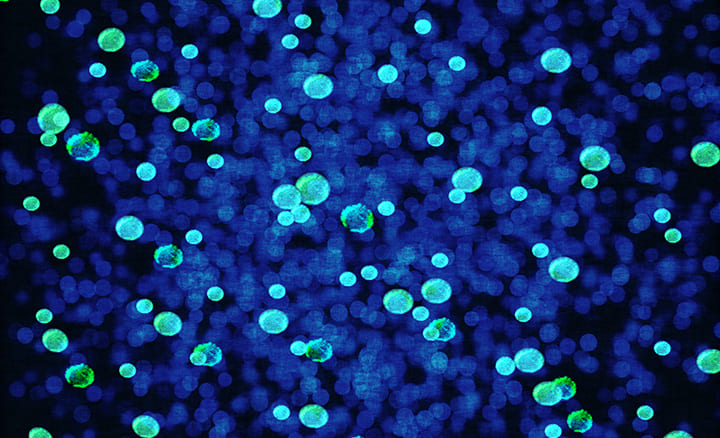 Inclusion of Antimicrobial Additives